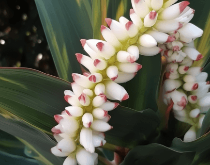 Alpinia Zerumbet - Interstellar Blends