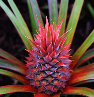 Ananas Comosus - Interstellar Blends