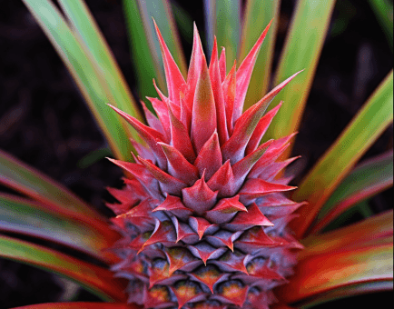 Ananas Comosus - Interstellar Blends