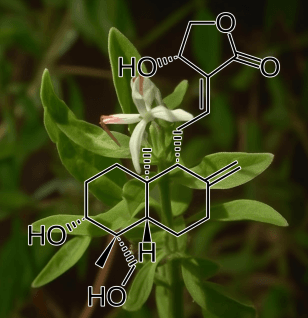 A focused capture of Andrographolide, an active compound in Interstellar Blends, recognized for its immune-boosting and anti-inflammatory effects.