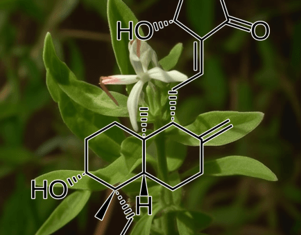 A focused capture of Andrographolide, an active compound in Interstellar Blends, recognized for its immune-boosting and anti-inflammatory effects.
