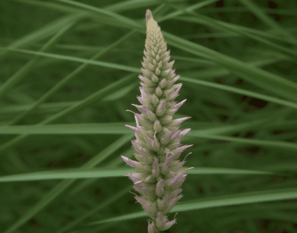 Anemarrhena asphodeloides - Interstellar Blends