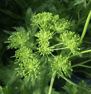 Angelica Keiskei - Interstellar Blends