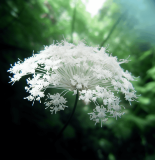 A detailed image of Angelica sinensis (Dong Quai), a staple in Interstellar Blends for hormonal balance and circulation.