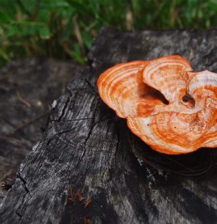 Antrodia Camphorata - Interstellar Blends