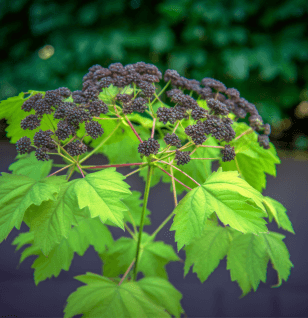 Aralia continentalis - Interstellar Blends