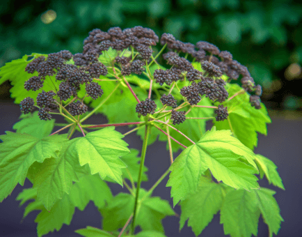 Aralia continentalis - Interstellar Blends
