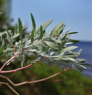 Artemisia Campestris - Interstellar Blends