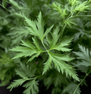 Artemisia annua - Interstellar Blends