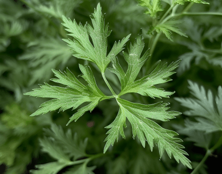 Artemisia annua - Interstellar Blends