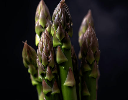 Asparagus Officinalis - Interstellar Blends