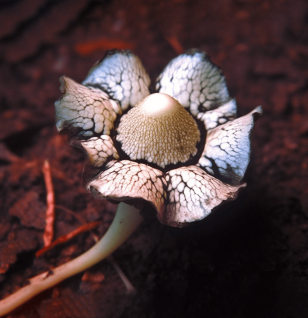 Astraeus Hygrometricus - Interstellar Blends