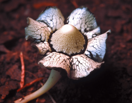 Astraeus Hygrometricus - Interstellar Blends