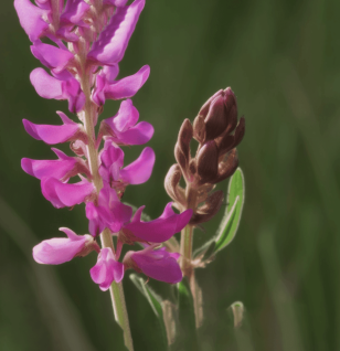 Astragaloside A source plant - Interstellar Blends