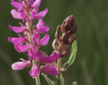 Astragaloside A source plant - Interstellar Blends