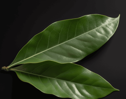 Persea americana – A close-up of Persea americana (Avocado), a nutrient-dense superfruit in Interstellar Blends for heart and brain health.