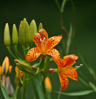 A bright image of Belamcanda chinensis, used in Interstellar Blends for its anti-inflammatory and respiratory benefits.