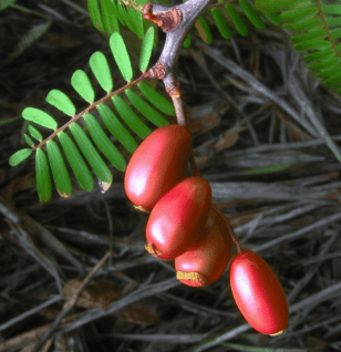 Byrsocarpus Coccineus - Interstellar Blends