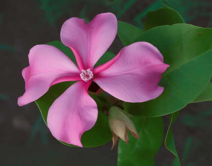 Catharantus roseus – A bright depiction of Catharantus roseus (Madagascar periwinkle), an herb in Interstellar Blends used for its alkaloid content and cellular health.