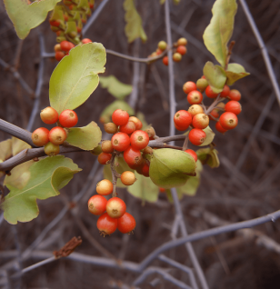 A vivid shot of Celastrus Orbiculatus, included in Interstellar Blends for cognitive enhancement.