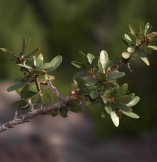 Commiphora myrrha – A stunning photo of Myrrh resin, a staple in Interstellar Blends for its antimicrobial and anti-inflammatory benefits.