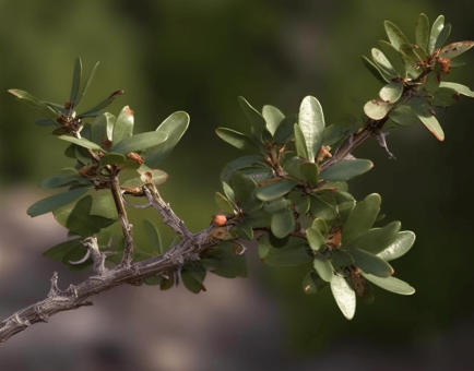 Commiphora myrrha – A stunning photo of Myrrh resin, a staple in Interstellar Blends for its antimicrobial and anti-inflammatory benefits.