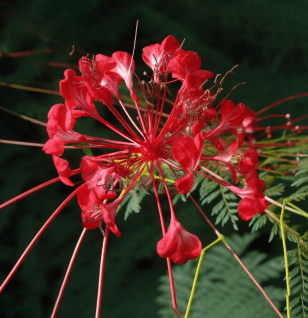 Caesalpinia Digyna - Interstellar Blends
