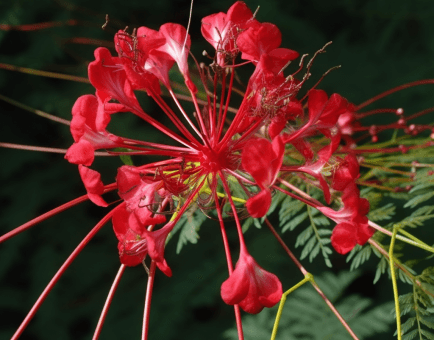 Caesalpinia Digyna - Interstellar Blends