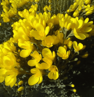 Calycotome villosa – A bright capture of Calycotome villosa, a plant in Interstellar Blends for its traditional medicinal benefits.