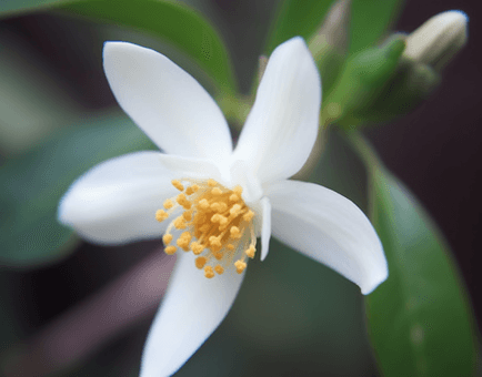 Camellia Brevistyla - Interstellar Blends