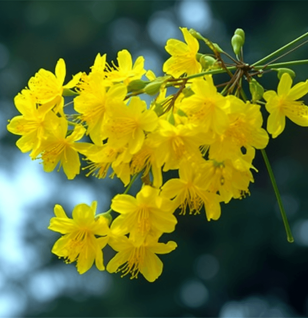 Cassia Fistula - Interstellar Blends