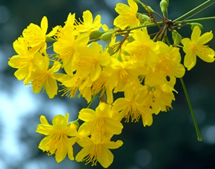 Cassia Fistula - Interstellar Blends