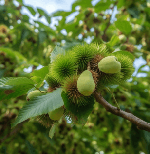 Castanea mollissima - Interstellar Blends