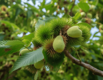 Castanea mollissima - Interstellar Blends