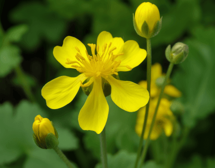 Chelidonium majus (Greater Celandine) plant illustration, a traditional medicinal herb featured in Interstellar Blends' herbal formulas, known for its liver-cleansing, antispasmodic, and anti-inflammatory properties