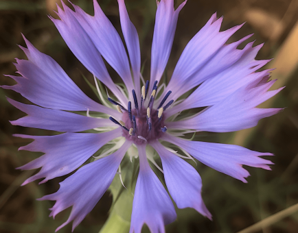 Chicory (Cichorium intybus L.) Fruit Extract – Longevity-boosting ingredient in Interstellar Blends, activating SIRT1 for cellular health, immune support, and metabolic balance.