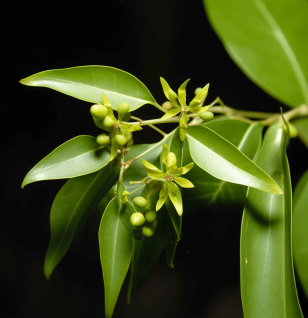 Cinnamomumtamala - Interstellar Blends