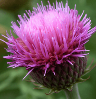 Cirsium japonicum – A close-up of Cirsium japonicum, an herb in Interstellar Blends for liver support and detoxification.