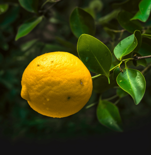 Citrus assamensis - Interstellar Blends