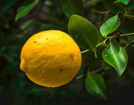 Citrus assamensis - Interstellar Blends