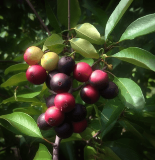 Clausena Anisata - Interstellar Blends