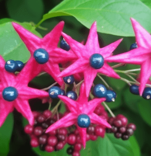 Clerodendron trichotomum – A vibrant image of Clerodendron trichotomum, a medicinal plant in Interstellar Blends known for its cardiovascular benefits.
