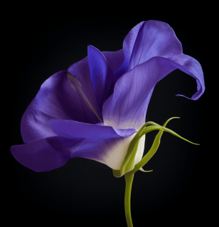 Vibrant Clitoria ternatea (Butterfly Pea Flower) in full bloom—renowned for its deep blue petals and powerful antioxidant properties. Featured in Interstellar Blends' herbal formulations for cognitive enhancement, vitality, and stress relief.