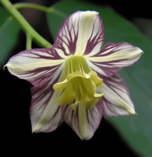 Codonopsis Lanceolata - Interstellar Blends