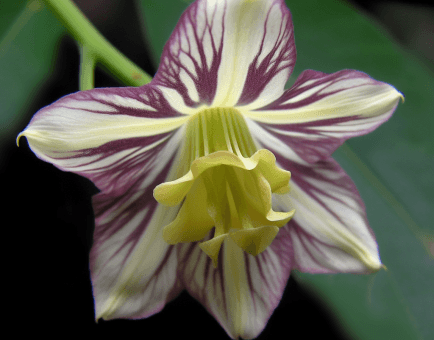 Codonopsis Lanceolata - Interstellar Blends
