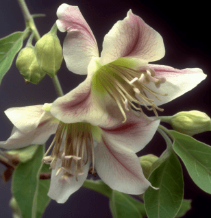 Codonopsis pilosula - Interstellar Blends