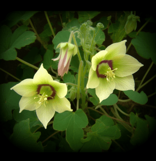 Codonopsis tangshen root illustration, a traditional adaptogenic herb featured in Interstellar Blends' herbal formulas, known for supporting energy, enhancing digestion, and strengthening the immune system