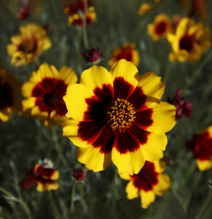 Coreopsis Tinctoria - Interstellar Blends