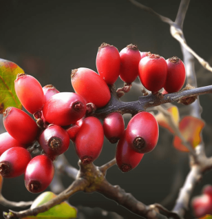 Corni Fructus - Interstellar Blends