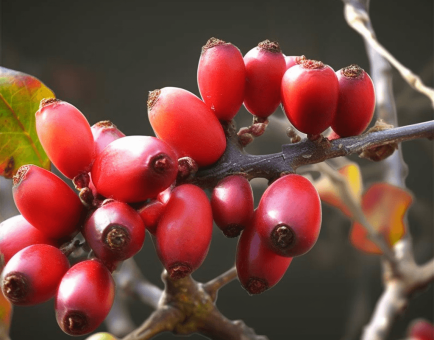 Corni Fructus - Interstellar Blends